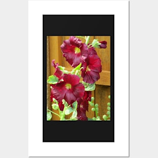 Dark red hollyhocks Posters and Art